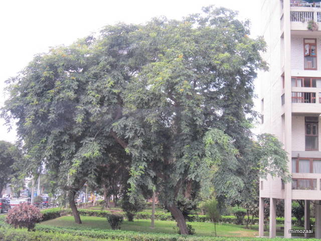 f:id:mimozaai:20150328020114j:image