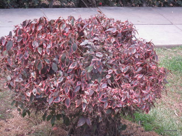 f:id:mimozaai:20150328020115j:image