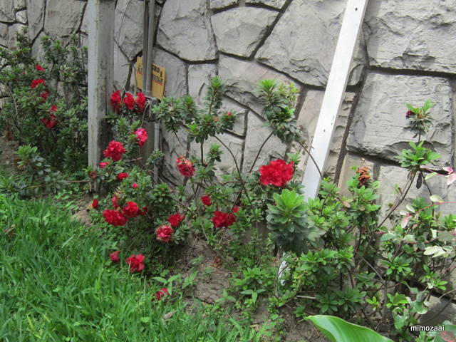 f:id:mimozaai:20150328020116j:image