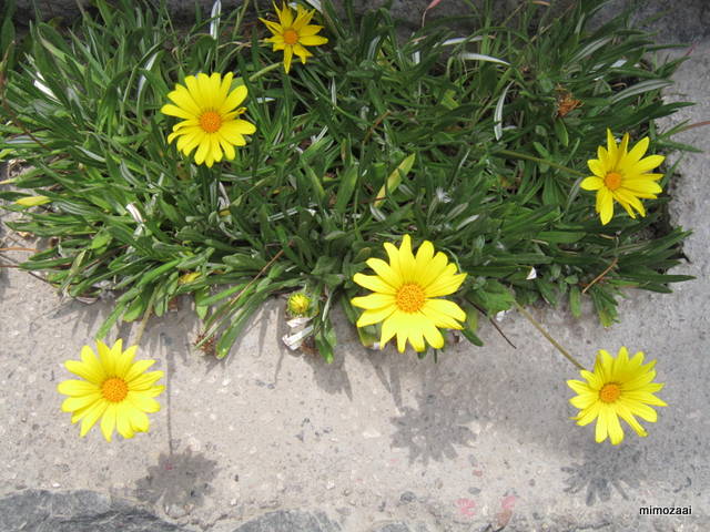 f:id:mimozaai:20150328020118j:image