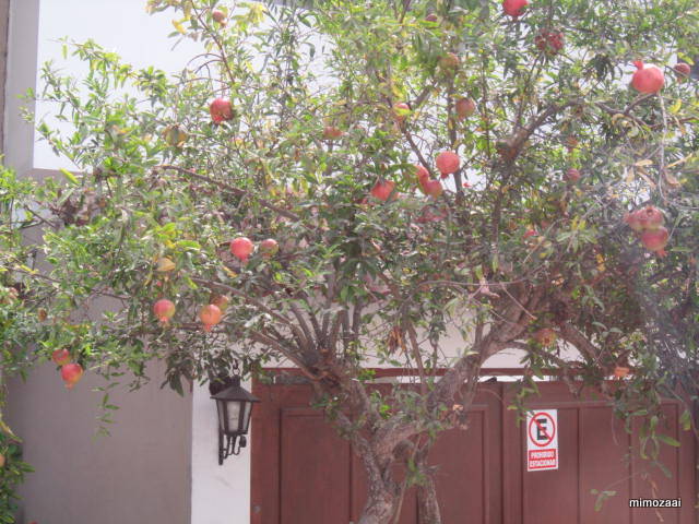 f:id:mimozaai:20150328020121j:image