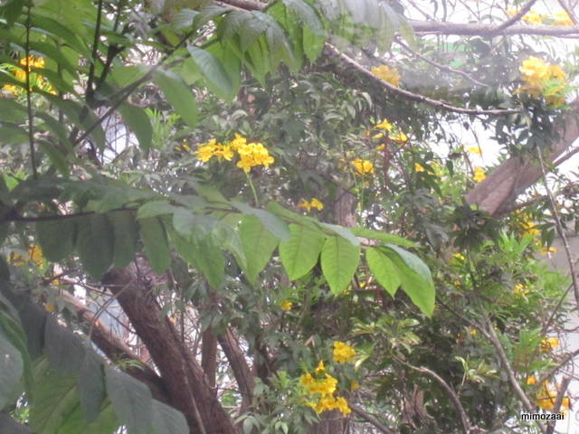 f:id:mimozaai:20150328020449j:image