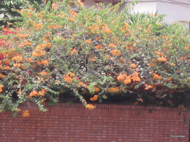 f:id:mimozaai:20150328020450j:image