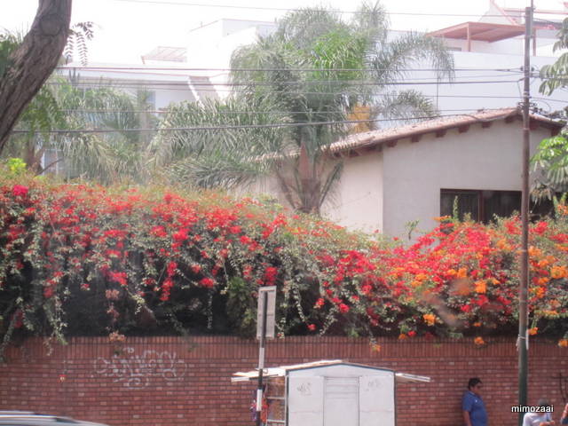 f:id:mimozaai:20150328020451j:image