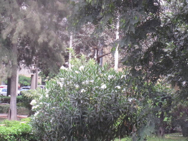 f:id:mimozaai:20150328020452j:image