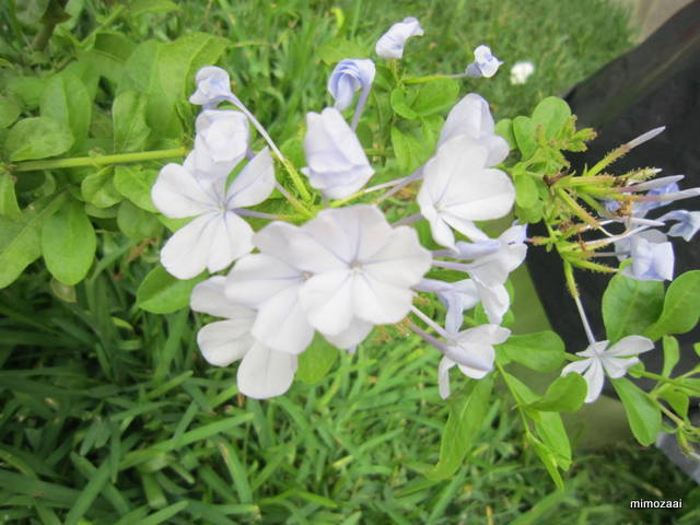 f:id:mimozaai:20150330001522j:image