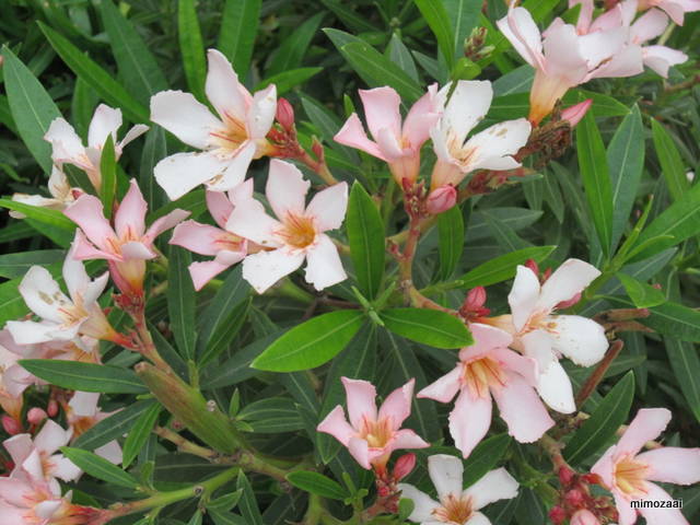 f:id:mimozaai:20150330001523j:image