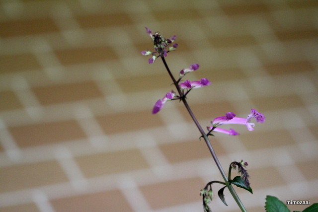 f:id:mimozaai:20160708203150j:plain f:id:mimozaai:20160708203150j:plain