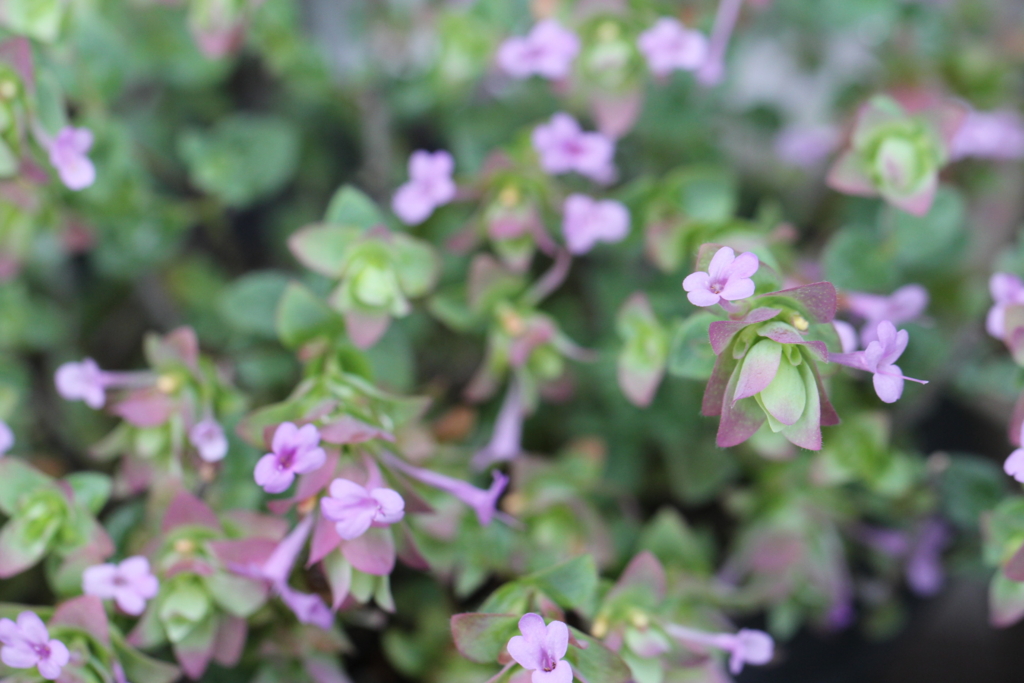 f:id:mimozaai:20160827225140j:plain