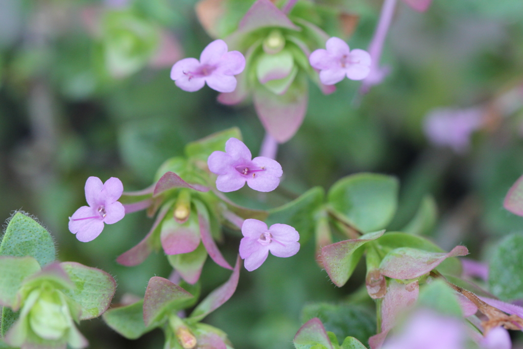 f:id:mimozaai:20160827225155j:plain