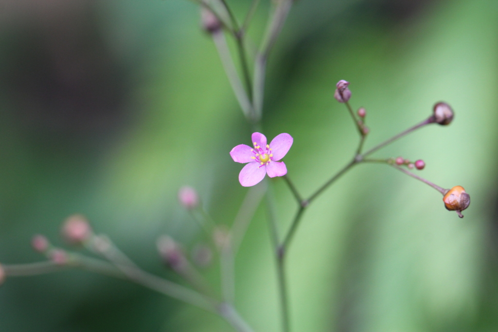 f:id:mimozaai:20160827225237j:plain