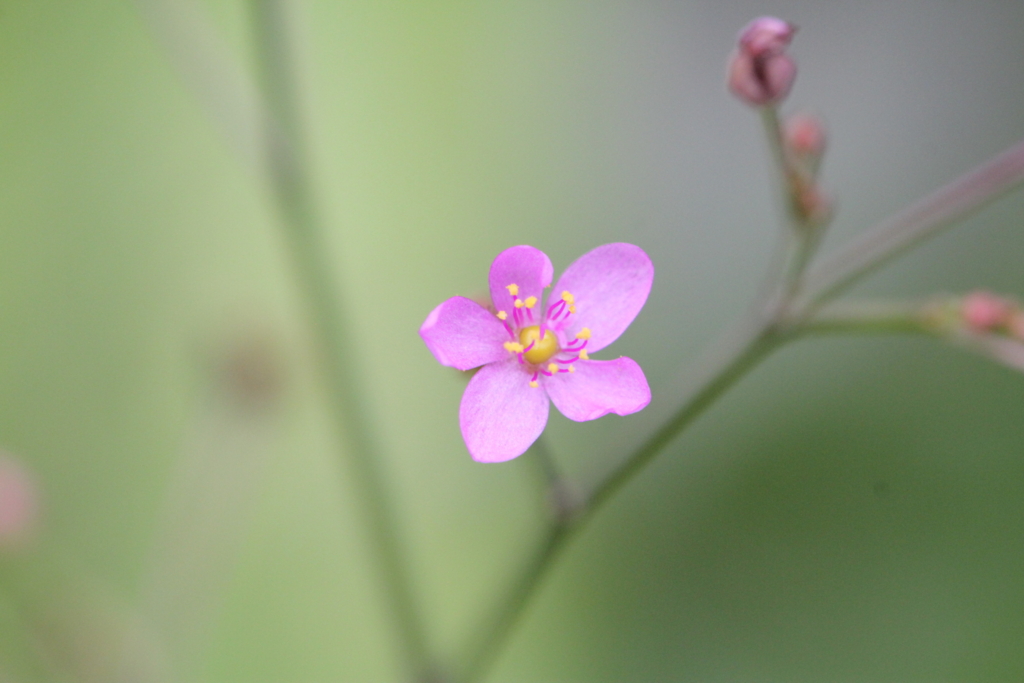 f:id:mimozaai:20160827225245j:plain