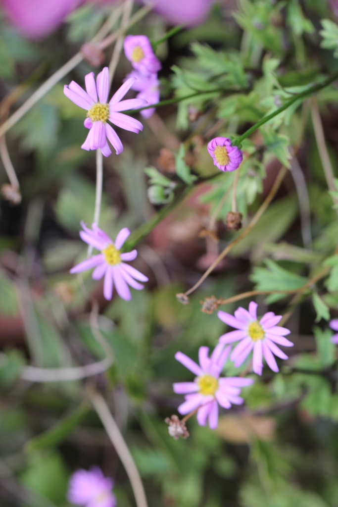 f:id:mimozaai:20160827225259j:plain