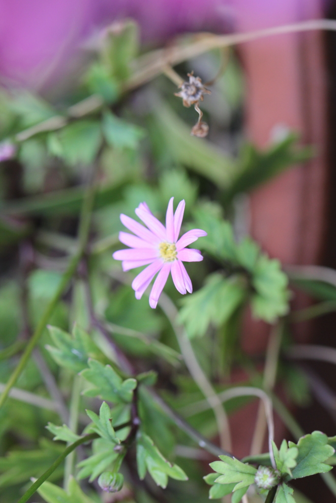 f:id:mimozaai:20160827225313j:plain