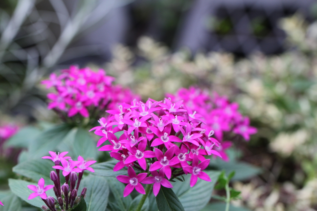 f:id:mimozaai:20160827225339j:plain