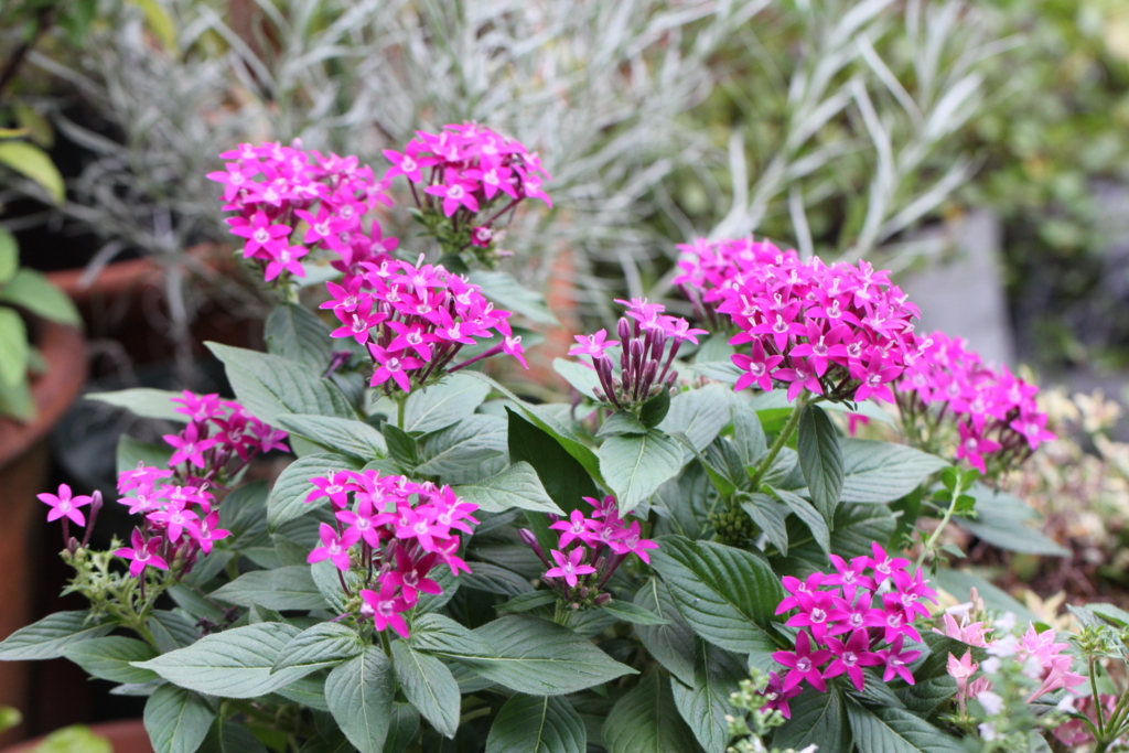 f:id:mimozaai:20160827225355j:plain