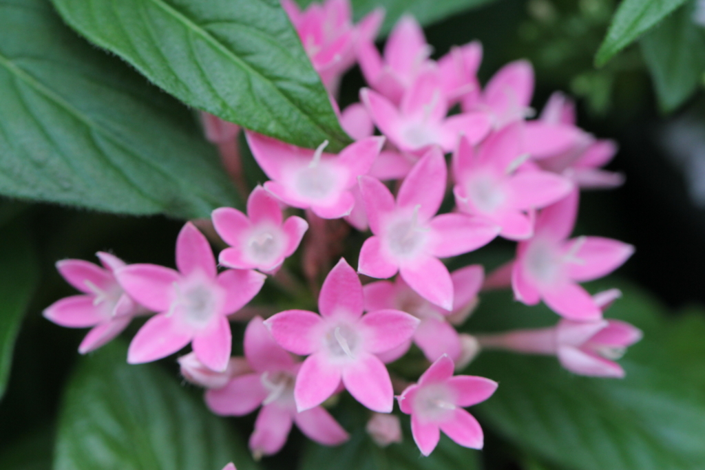 f:id:mimozaai:20160827225414j:plain