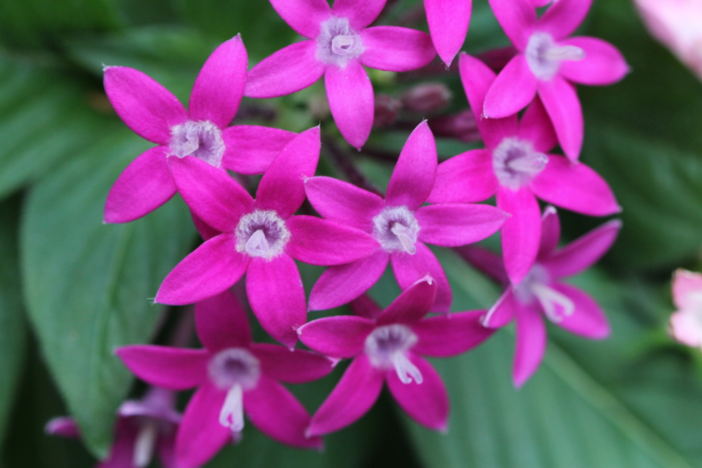 f:id:mimozaai:20160827225426j:plain