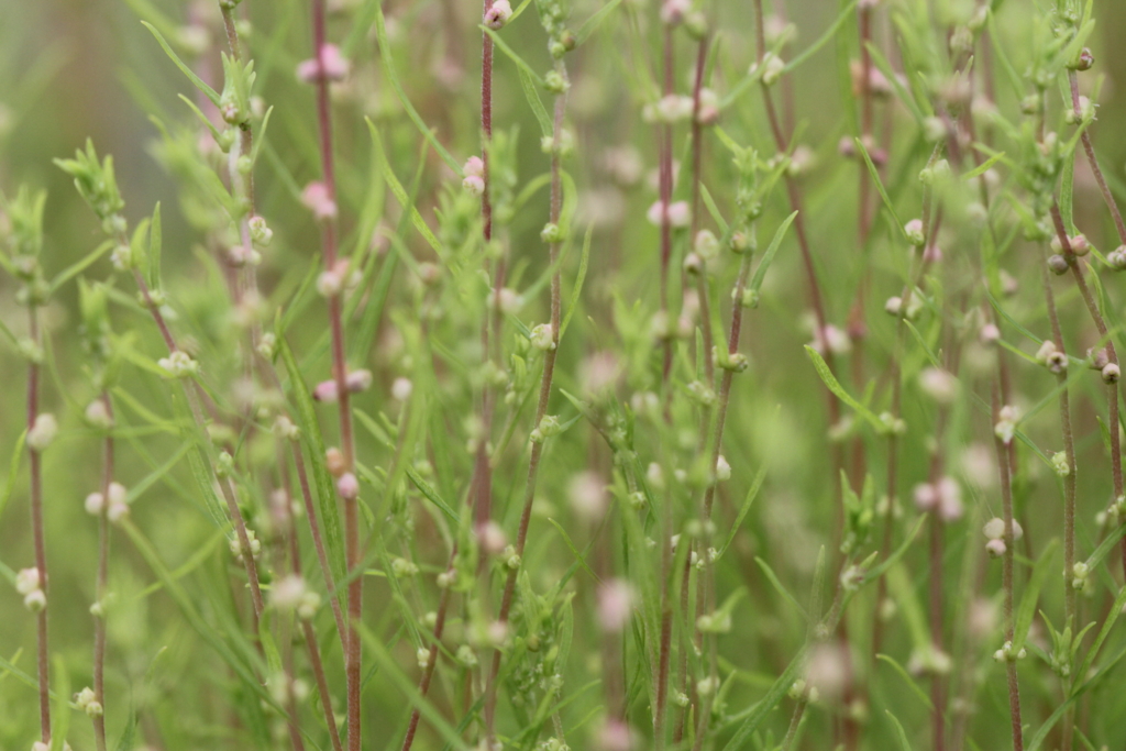 f:id:mimozaai:20160827225457j:plain