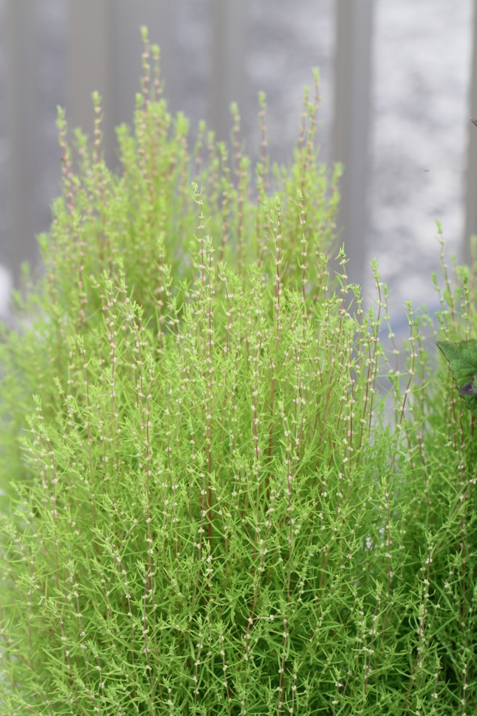 f:id:mimozaai:20160827225516j:plain