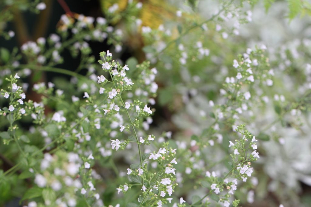 f:id:mimozaai:20160827225523j:plain