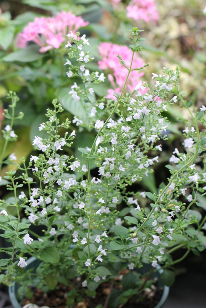 f:id:mimozaai:20160827225556j:plain