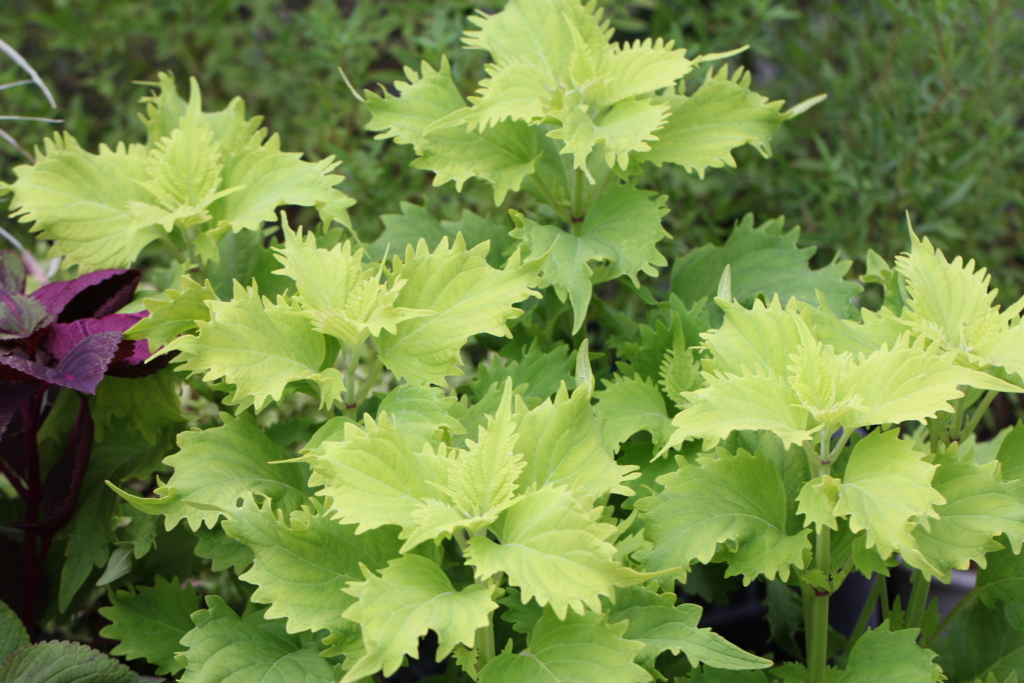 f:id:mimozaai:20160827225625j:plain