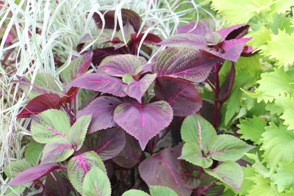 f:id:mimozaai:20160827225640j:plain