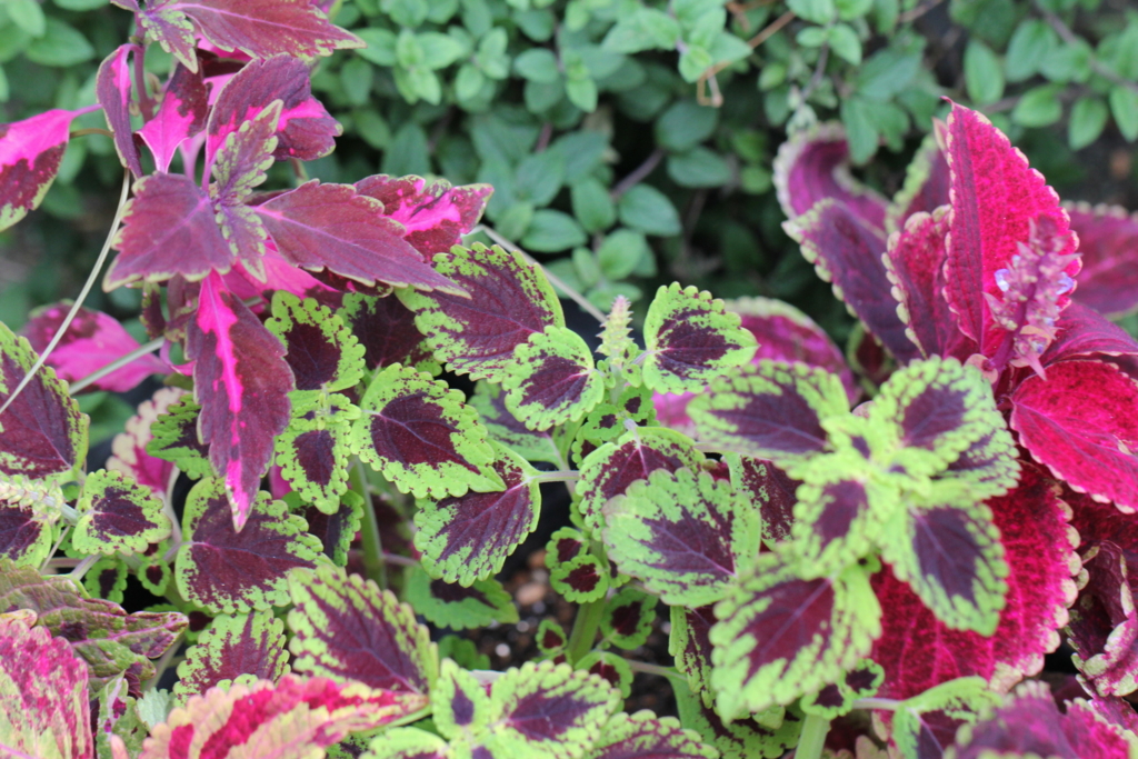 f:id:mimozaai:20160827225709j:plain