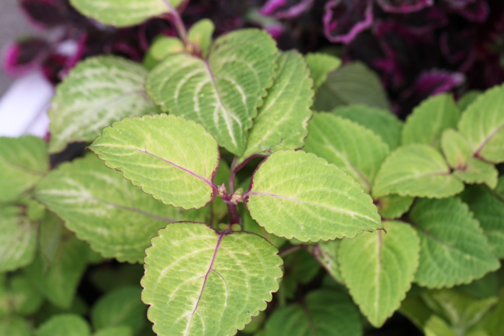 f:id:mimozaai:20160827225723j:plain