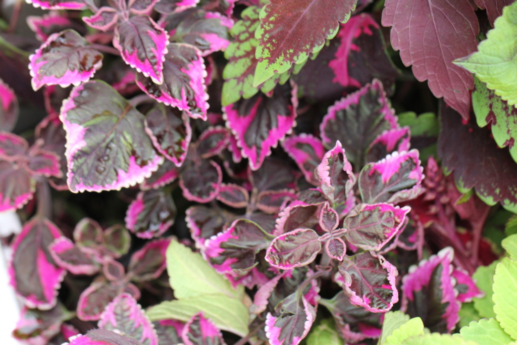 f:id:mimozaai:20160827225739j:plain