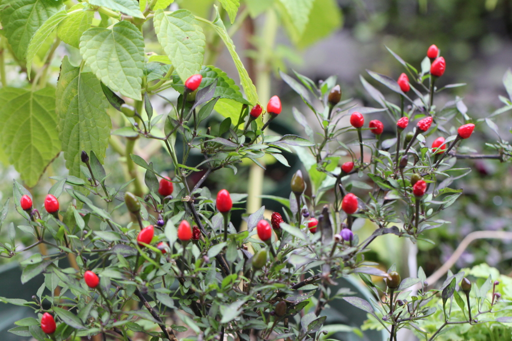 f:id:mimozaai:20160827225811j:plain