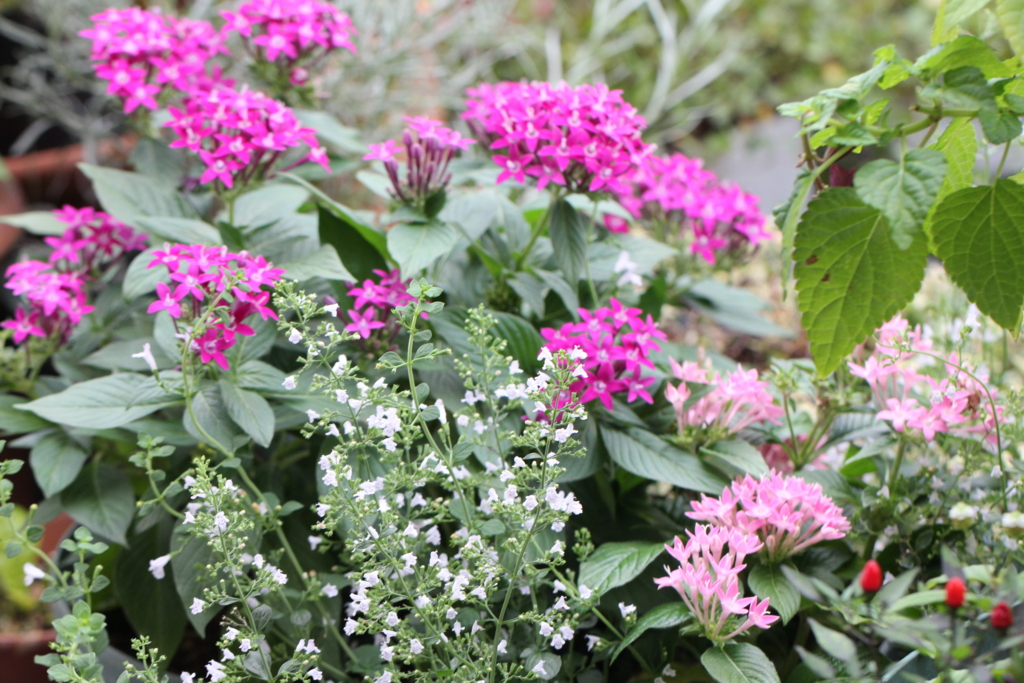 f:id:mimozaai:20160827225843j:plain