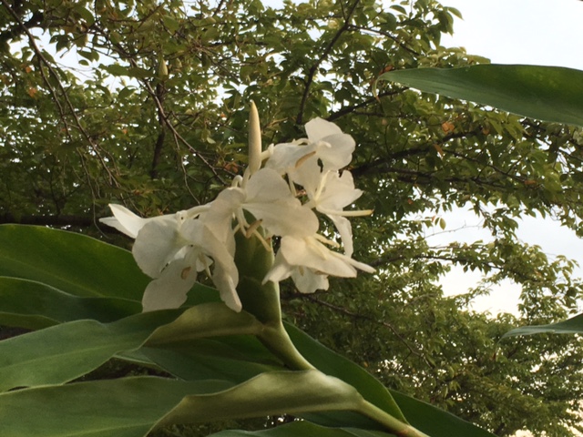 f:id:mimozaai:20160902202803j:plain