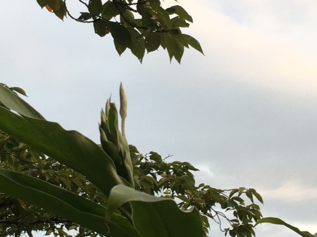 f:id:mimozaai:20160902202814j:plain