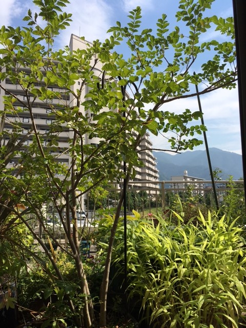 f:id:mimozaai:20160902202838j:plain