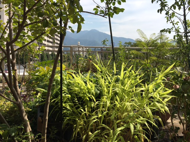 f:id:mimozaai:20160902202848j:plain