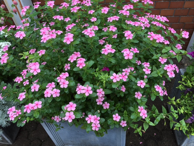 f:id:mimozaai:20160907220520j:plain