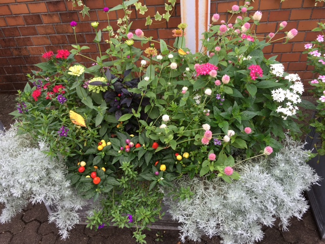 f:id:mimozaai:20160907220529j:plain