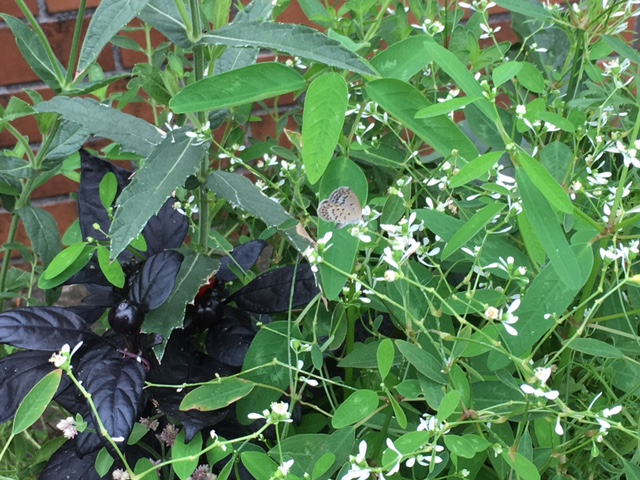 f:id:mimozaai:20160907220601j:plain