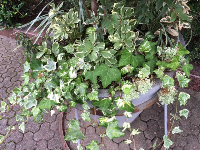 f:id:mimozaai:20160907220623j:plain