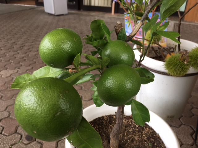 f:id:mimozaai:20160907220711j:plain