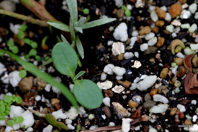 f:id:mimozaai:20160926232043j:plain