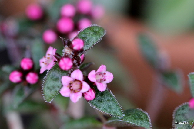 f:id:mimozaai:20160926232101j:plain