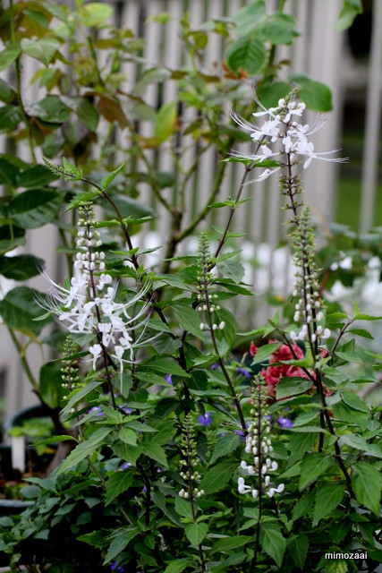 f:id:mimozaai:20160926232127j:plain