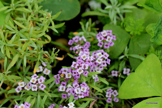 f:id:mimozaai:20160926232202j:plain