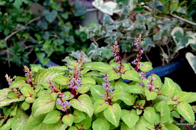 f:id:mimozaai:20160926232214j:plain