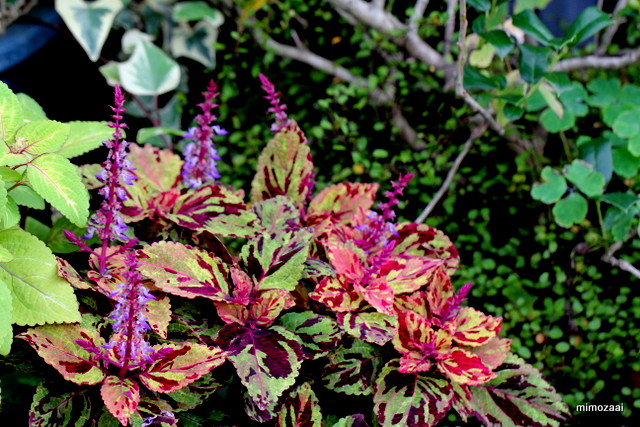 f:id:mimozaai:20160926232226j:plain