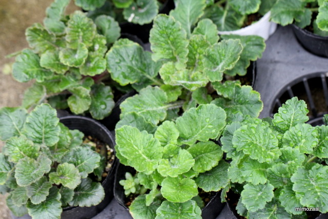 f:id:mimozaai:20160926232329j:plain