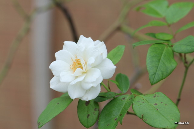 f:id:mimozaai:20160930211613j:plain f:id:mimozaai:20160930211613j:plain